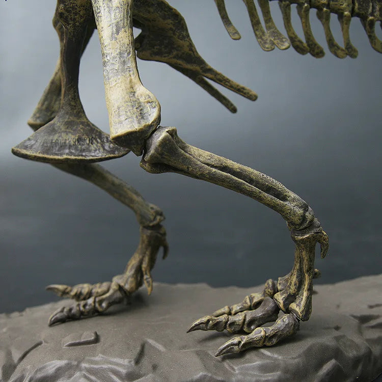 Coffret Squelette T-Rex Geant